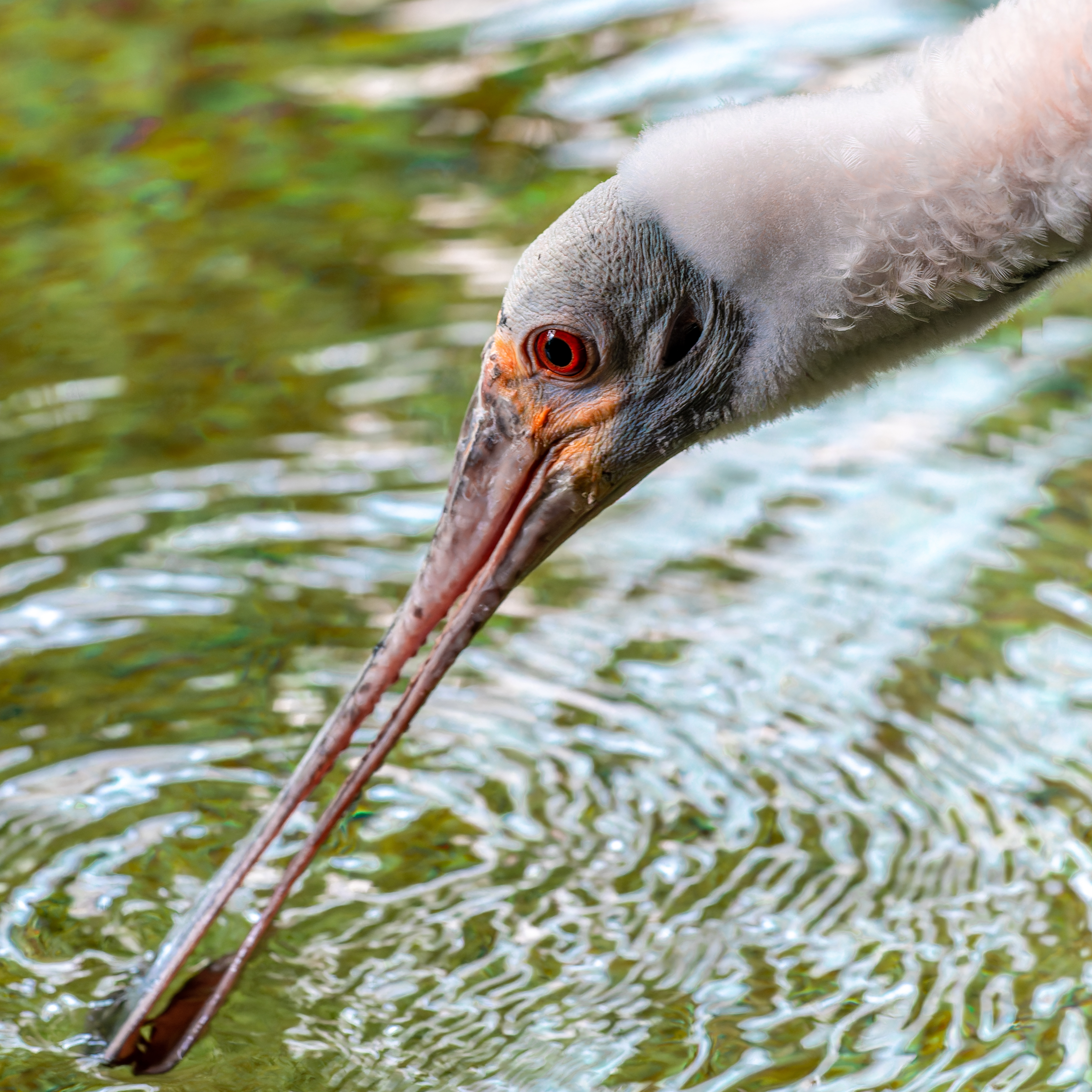 Bird with Snack